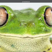 Profile Picture of Leapy Frog (@leapyfrog3419) on Youtube