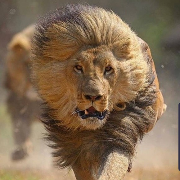 Profile Picture of Darcus Roberson (@groupup) on Poshmark