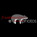 Profile Picture of Scott Woodard (@scott woodard at bear creek photos) on Flickr