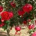 Profile Picture of Mohammad Ullah (@Mohammad-Ullah) on Facebook