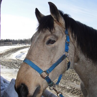 Profile Picture of Claude Bourque (@BourqueClaude) on Twitter