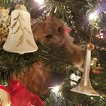 Profile Picture of Janet Bouse Brockmann (@bousebrockmann) on Instagram