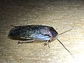 Profile Picture of Arenivaga bollianaon Wikipedia
