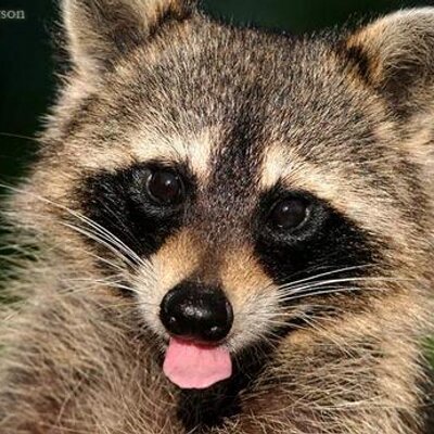 Profile Picture of Jerry Conway (@xZRaccoon) on Twitter