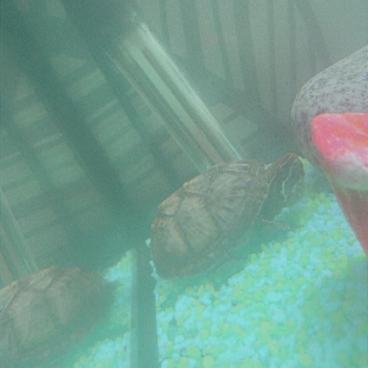 Profile Picture of Sheldon The Turtle (@sheldontheturtleisaqt) on Tiktok