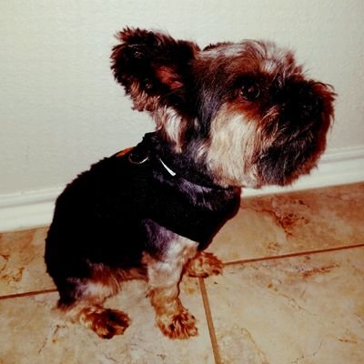 Cristian Loera - Twitter Profile Picture of Cristian Loera (@CristianLoera16) on Twitter