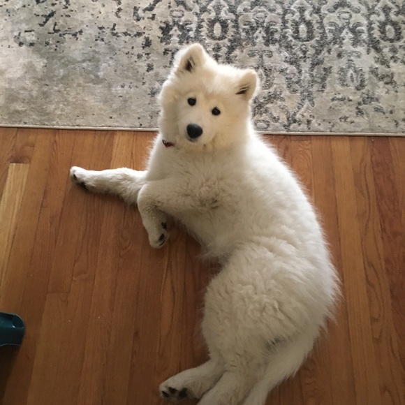 Profile Picture of Tracey Mccallig (@tmccallig) on Poshmark