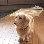 Profile Picture of Akihiko Taniguchi (@ponnetpapa) on Flickr