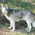 Profile Picture of Sherman Hayes (@hayessherman) on Instagram