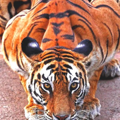 Profile Picture of Mark Pang (@markpang12) on Twitter