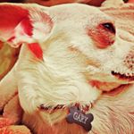 Profile Picture of Gary Yesdog (@gary_yesdog) on Instagram