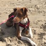 Profile Picture of Josie Hull (@josie.therapydog) on Instagram