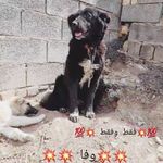 Profile Picture of جنگ سگ های سرابی🥀 (@sag_ghadrejani1537) on Instagram