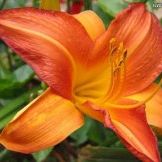 Profile Picture of JoAnn Joyce (@joannjoyce) on Pinterest