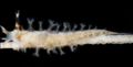 Profile Picture of Tritonicula hamnerorumon Wikipedia