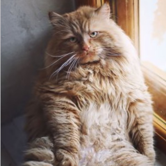 Profile Picture of Caitlin Newton (@caitlin03) on Poshmark