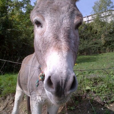 Profile Picture of Mike Lupo (@mikeLupoblu) on Twitter