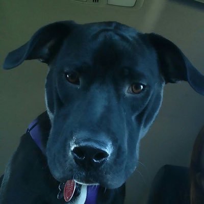 Profile Picture of Brandy Dunbar (@DunbarBHS) on Twitter