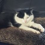 Profile Picture of Thomas Lamont (@thomasinblackandwhite) on Instagram