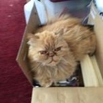 Profile Picture of Joyce Creed (@joycecreed) on Instagram