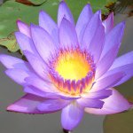 Profile Picture of Celeste Kirby (@ckirby555) on Instagram