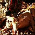 Profile Picture of Jesse Schmucker (@jesse_schmucker_) on Instagram