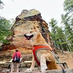 Profile Picture of unknown (@rosiethewetodd) on Instagram