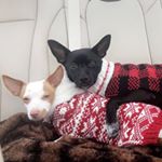 Profile Picture of Mia Luna Parker (@theparkerpuppies) on Instagram
