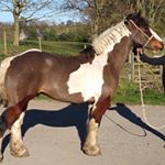 Roxy💙🔥 - Instagram Profile Picture of Roxy💙🔥 (@roxannecannon09) on Instagram