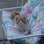 Profile Picture of Stacy J. Steiner (@stacy.j.steiner) on Instagram