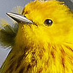 Profile Picture of Lloyd Jordan (@lloydjordan.lj) on Flickr