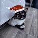 Profile Picture of 𝙺𝚒𝚔𝚒 𝚃𝚑𝚎 𝙲𝚑𝚞𝚋✨🐱 (@Julianne____) on Pinterest