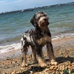 Profile Picture of Debbie Doodee Simms-Walker (@creamofbritish_labradoodles) on Instagram