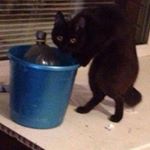 Кот Ведрадающий - Instagram Profile Picture of Кот Ведрадающий (@cat.vedrodavidov) on Instagram