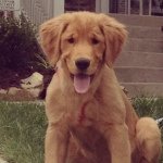 Profile Picture of Howard the Golden Retriever (@howardthehandsomegolden) on Instagram