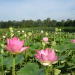 Profile Picture of Geoff Cochrane (@bluelotuswatergarden) on Instagram