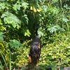 Profile Picture of EDWARD (@@edward_rottweiler) on Tiktok