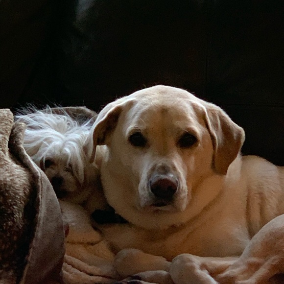 Profile Picture of Tracey Herinckx (@tracey557) on Poshmark