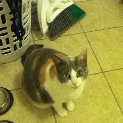 Profile Picture of Eli Hanson (@hanson_eli) on Twitter