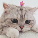 Profile Picture of Nestor Abdias Gomez Berrospi (@nestorabdiasgomezberrospi) on Instagram