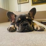 Profile Picture of Archibald the Frenchie (@archibald__frenchie) on Instagram