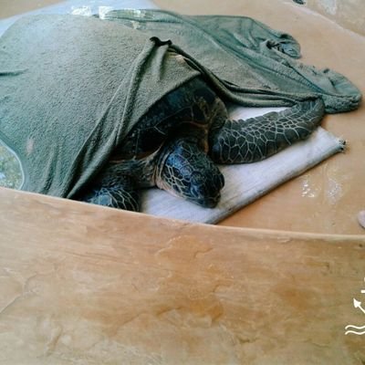 Profile Picture of Janet Angelei (@JanetSteading) on Twitter