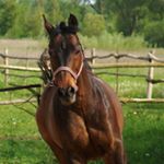 Profile Picture of Antonio Cammarota (@tony253na) on Instagram