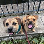 Profile Picture of Chuck and Cassie O'Neil (@chuck_and_cassie_the_dugs) on Instagram