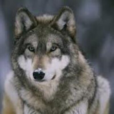 Profile Picture of Vincent Basile (@BasileVincent) on Twitter