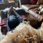 Profile Picture of Arthur Sally Coco & a Fox (@arthursallycocoandafox) on Instagram