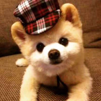 Profile Picture of Alvin Zhao (@AlvinZhao3486) on Twitter