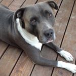 Profile Picture of George Kovach (@budajung) on Instagram