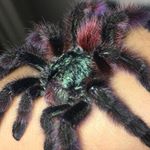 Profile Picture of Tarantula Keeper毛蛛愛好者 (@tarantula_chris) on Instagram