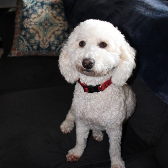 Profile Picture of Theresa Schoenbaum (@secondtimeaplus) on Poshmark